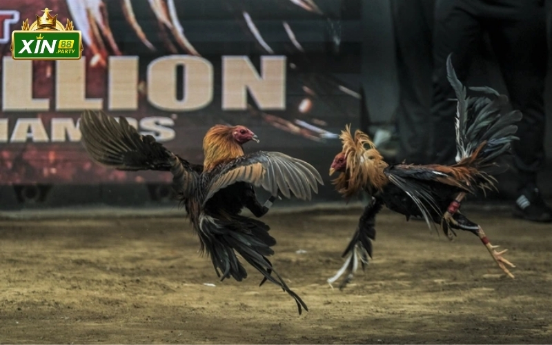 Chọi gà qua các triều đại phong kiến sau