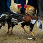 Lịch sử chọi gà: Nét văn hóa dân gian từ thời nhà Lý đến nay.