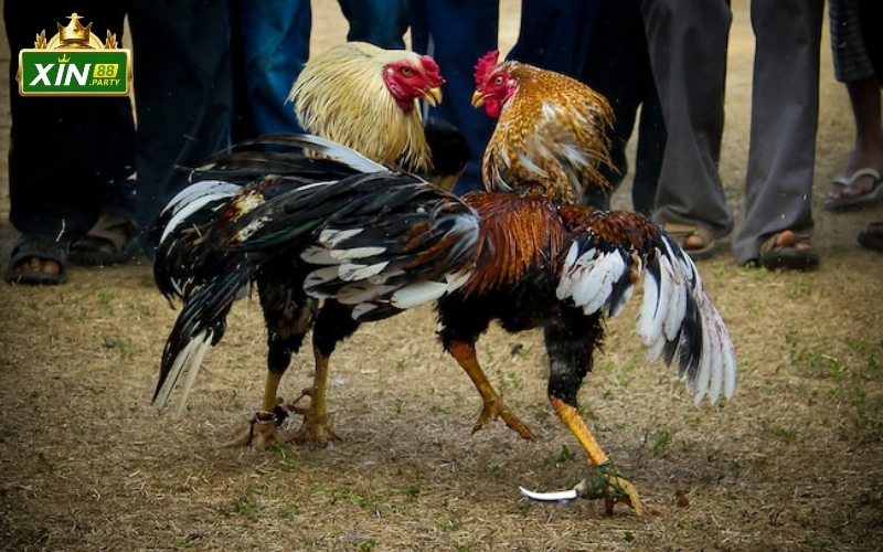 Lịch sử chọi gà: Nét văn hóa dân gian từ thời nhà Lý đến nay.