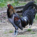 Phân tích giá trị thị trường của các dòng gà Mỹ và gà Asil nhập ngoại.