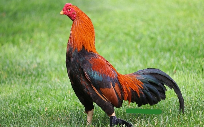 Xu hướng lai tạo để nâng cao giá trị kinh tế