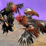 Những lưu ý quan trọng khi theo dõi trực tiếp các trận đấu gà