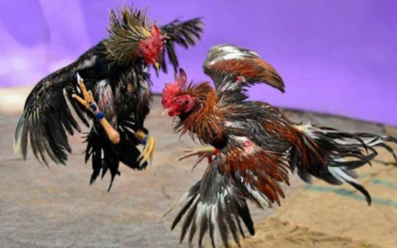 Những lưu ý quan trọng khi theo dõi trực tiếp các trận đấu gà