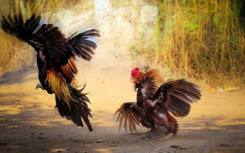 Quan sát kỹ chiến thuật và kỹ năng